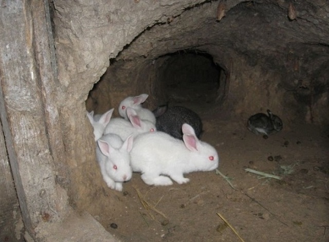 Хорошие результаты дает содержание некоторых пород кроликов в условиях, приближенных к естественной среде их обитания
