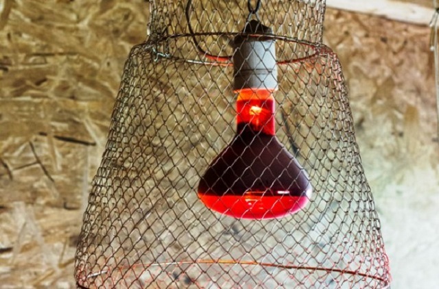 Инфракрасная лампа для обогрева птичника