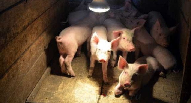 Свиньи не должны жить в постоянной темноте – необходимо предусмотреть достаточное освещение