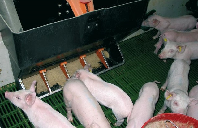 Один из вариантов механизированной кормушки для свиней